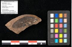 Foto (Objekt + Etikett) von Sphaeria daphnes Ettingshausen (NHMW-GEO-2024-0188-0031a)